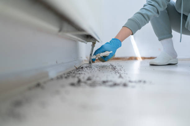 Best Termite Control Services  in St Martin, MS